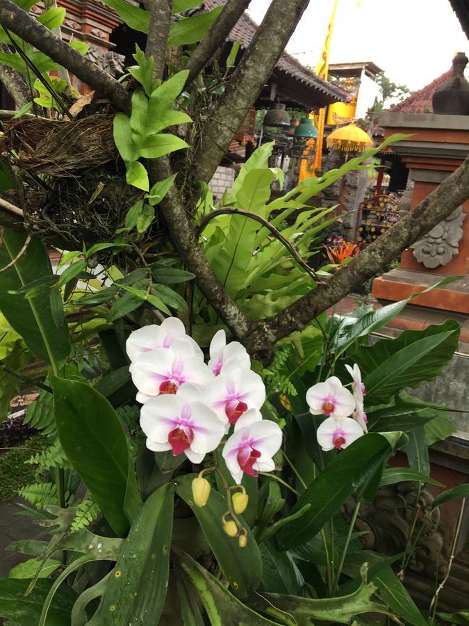 本地家庭旅馆 帕洋安 外观 照片